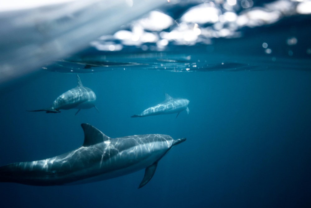 dolphins swimming